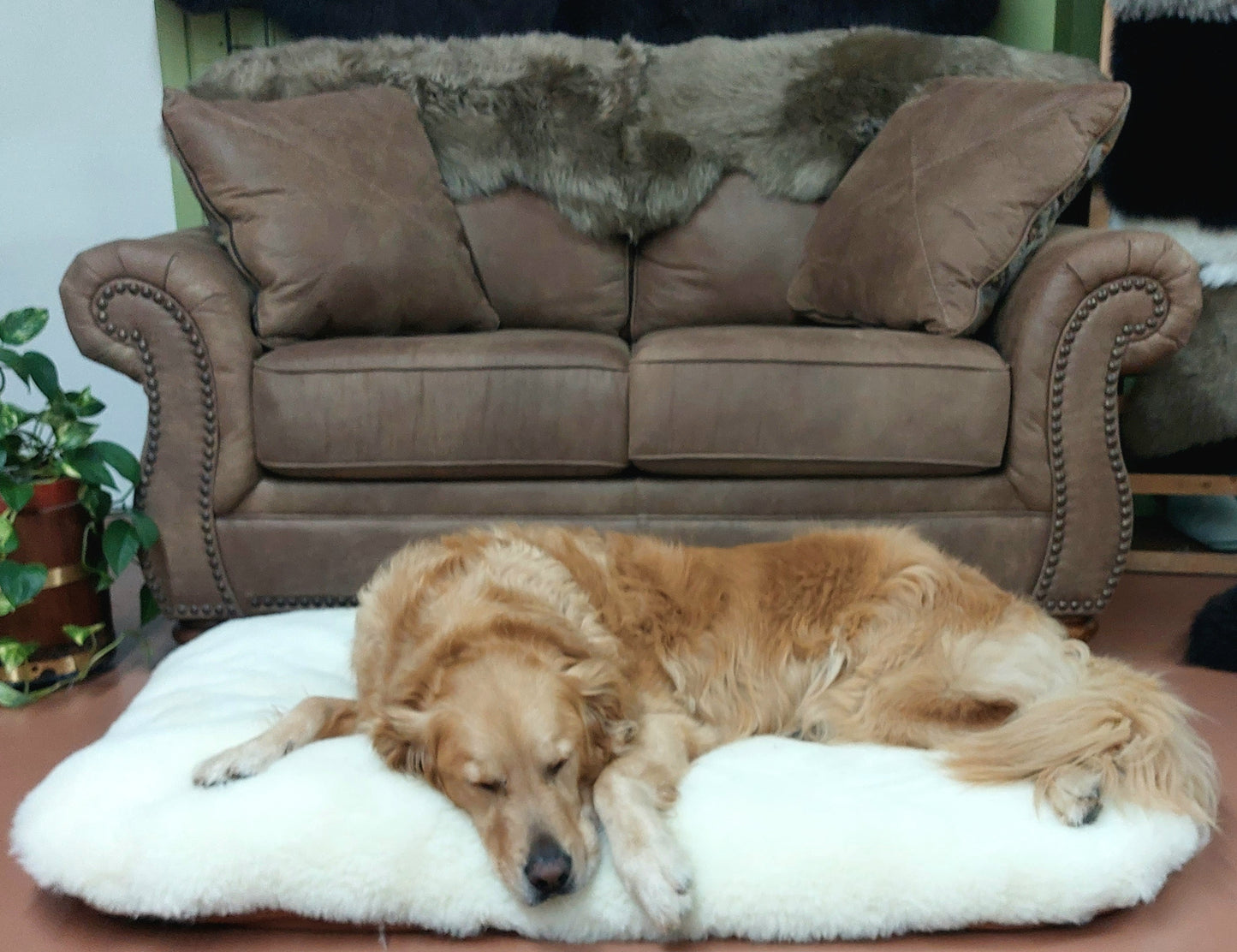 Organic Sheepskin Wool Dog Bed Wool Pet Mats Canada – Soul Comfort